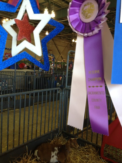Gizmo (Jesse's son) born March 2012. 2013 Reserve Champion at the Sacramento County Fair.